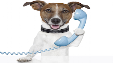 Dog on Phone